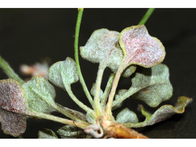 Eriogonum vimineum (Wickerstem buckwheat) #56543