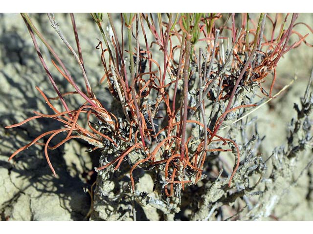 Eriogonum viridulum (Clay hill buckwheat) #56549