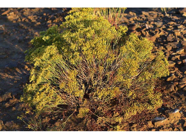 Eriogonum viridulum (Clay hill buckwheat) #56558