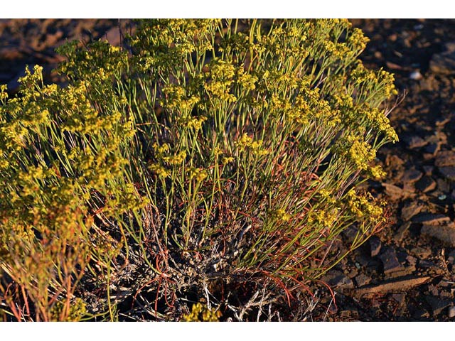 Eriogonum viridulum (Clay hill buckwheat) #56560