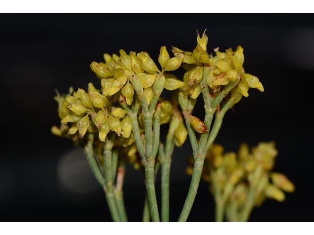 Eriogonum viridulum (Clay hill buckwheat) #56563