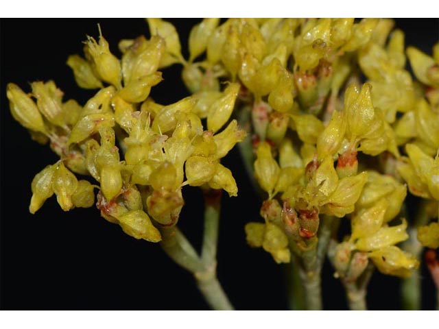 Eriogonum viridulum (Clay hill buckwheat) #56568