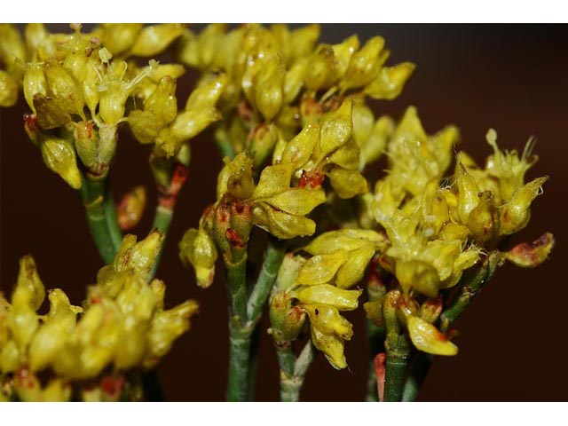 Eriogonum viridulum (Clay hill buckwheat) #56569