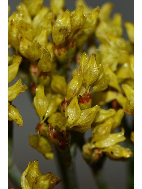 Eriogonum viridulum (Clay hill buckwheat) #56571