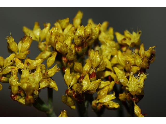 Eriogonum viridulum (Clay hill buckwheat) #56572