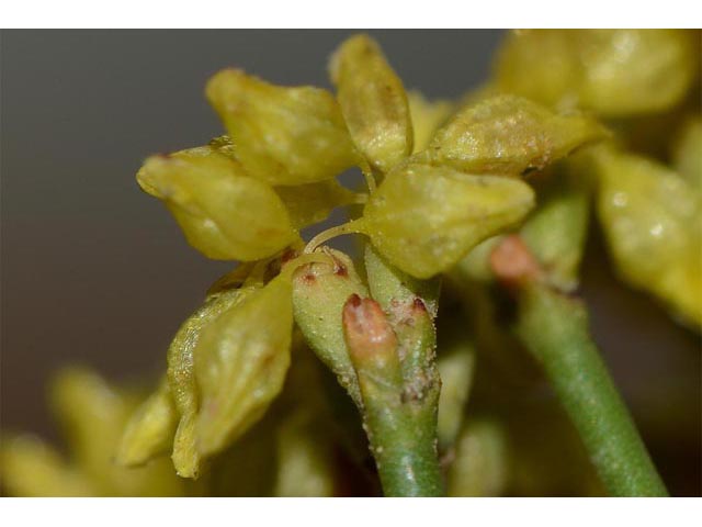 Eriogonum viridulum (Clay hill buckwheat) #56574