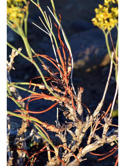 Eriogonum viridulum (Clay hill buckwheat) #56576