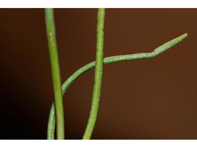 Eriogonum viridulum (Clay hill buckwheat) #56579