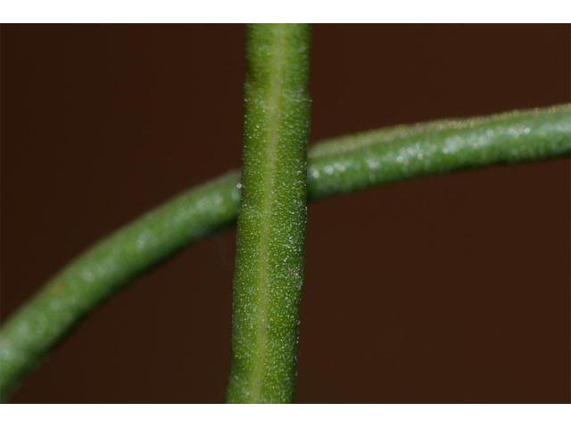 Eriogonum viridulum (Clay hill buckwheat) #56580