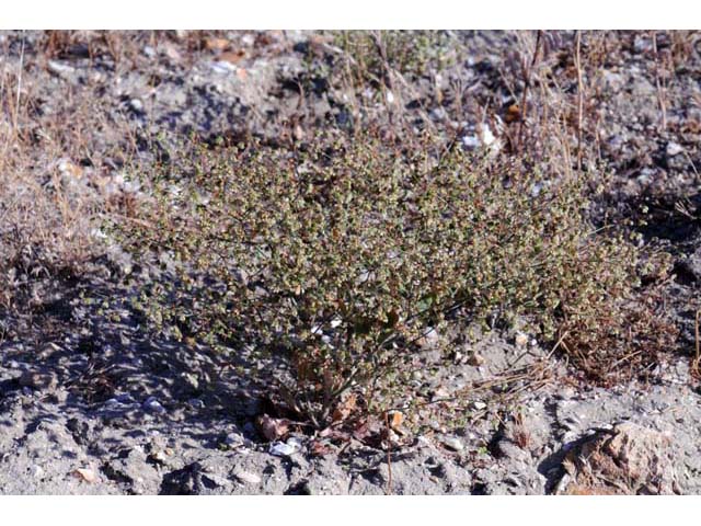 Eriogonum viridescens (Twotooth buckwheat) #56585