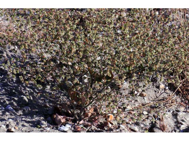 Eriogonum viridescens (Twotooth buckwheat) #56586