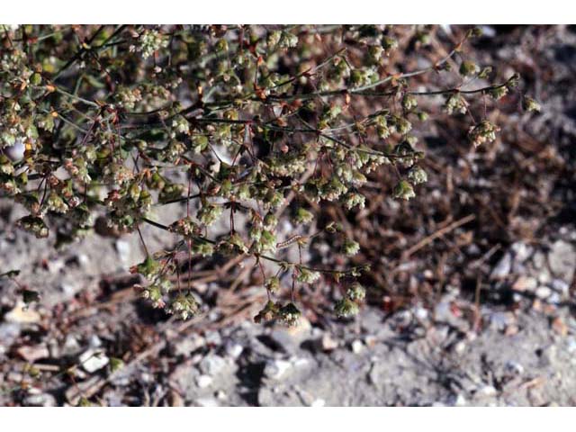 Eriogonum viridescens (Twotooth buckwheat) #56587