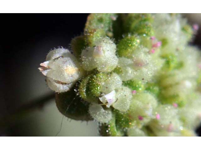 Eriogonum viridescens (Twotooth buckwheat) #56595