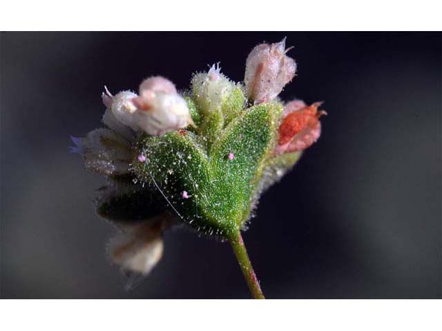 Eriogonum viridescens (Twotooth buckwheat) #56596