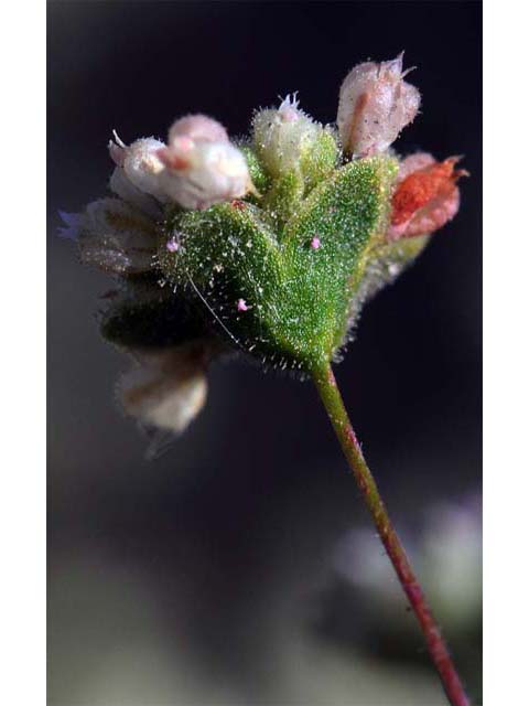 Eriogonum viridescens (Twotooth buckwheat) #56597