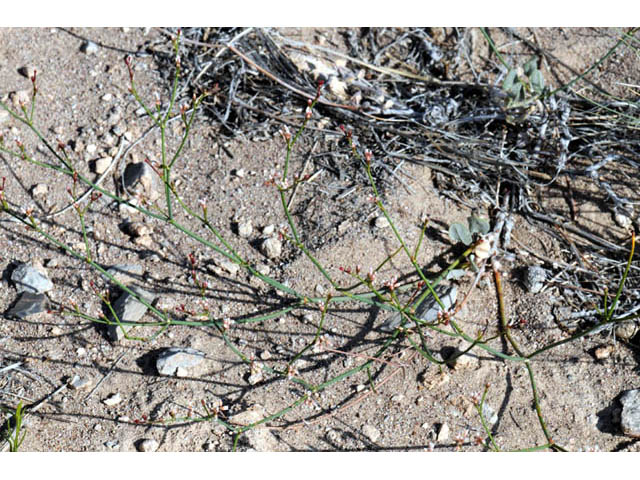 Eriogonum ammophilum (Ibex buckwheat) #57166