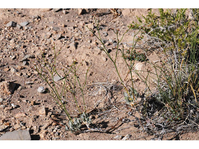 Eriogonum ammophilum (Ibex buckwheat) #57170