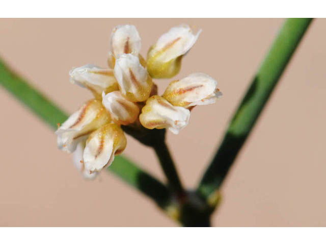 Eriogonum ammophilum (Ibex buckwheat) #57173