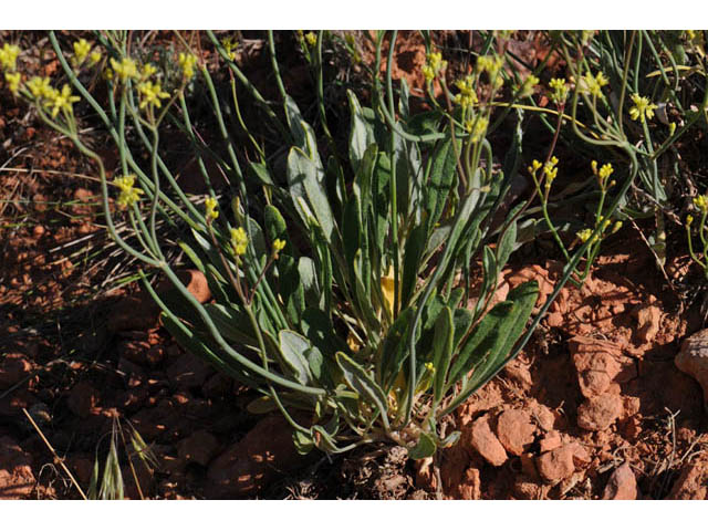 Eriogonum brevicaule (Shortstem buckwheat) #57206