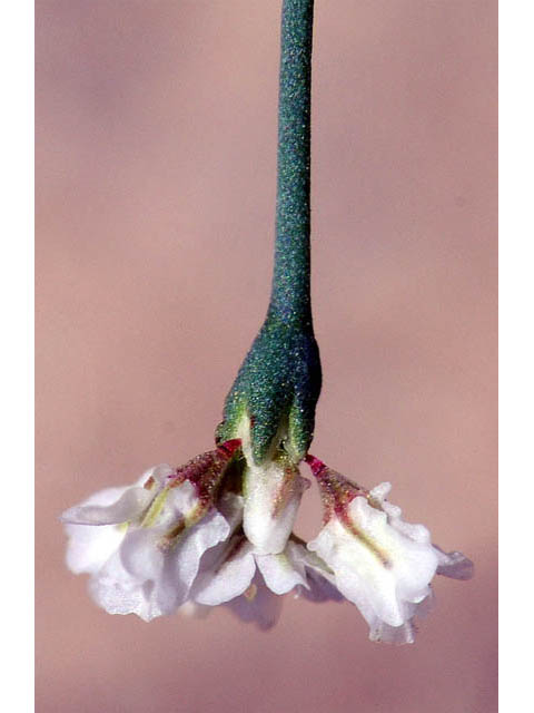 Eriogonum cernuum (Nodding buckwheat) #57350