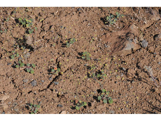 Eriogonum collinum (Hill buckwheat) #57352