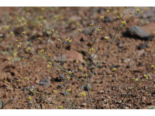 Eriogonum collinum (Hill buckwheat) #57355