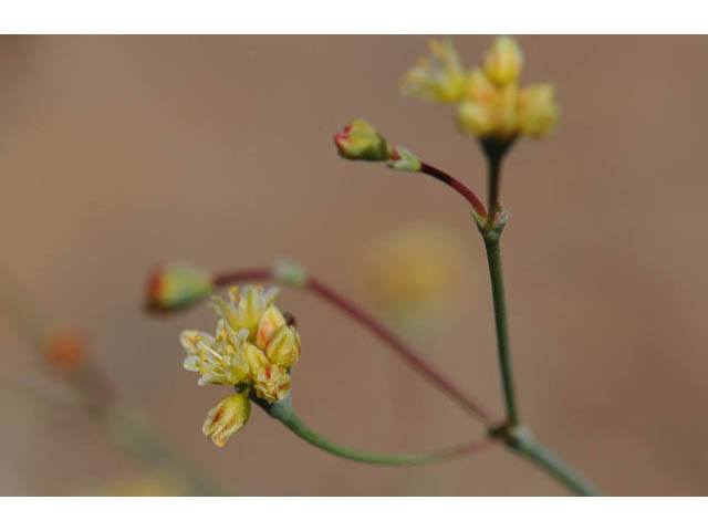 Eriogonum collinum (Hill buckwheat) #57356
