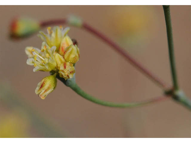 Eriogonum collinum (Hill buckwheat) #57357