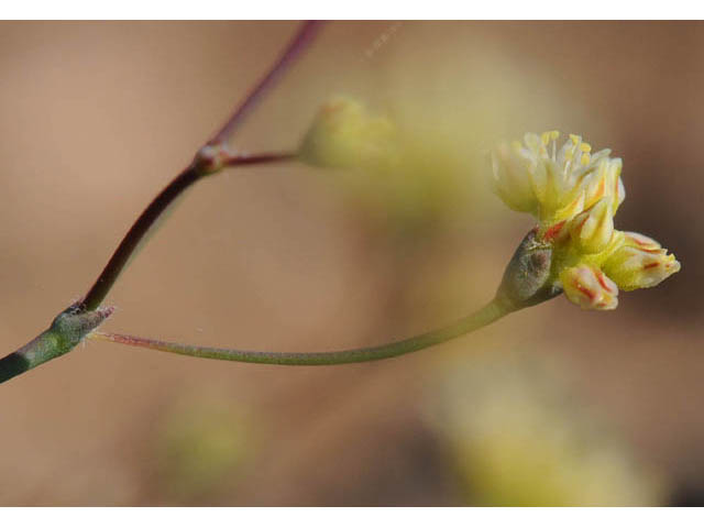 Eriogonum collinum (Hill buckwheat) #57358