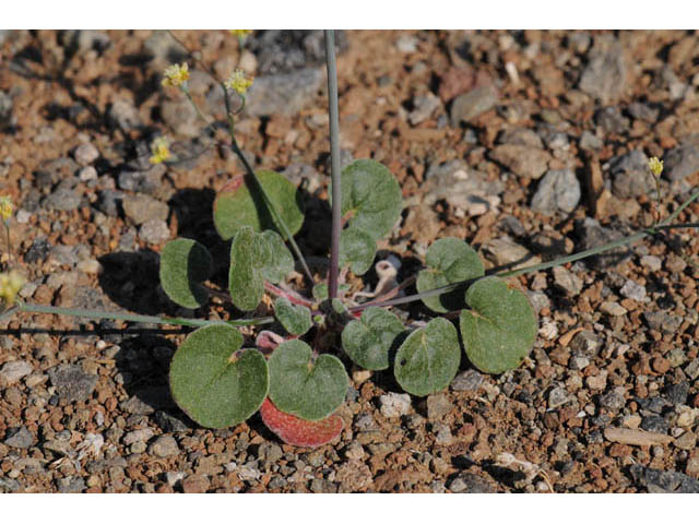 Eriogonum collinum (Hill buckwheat) #57363