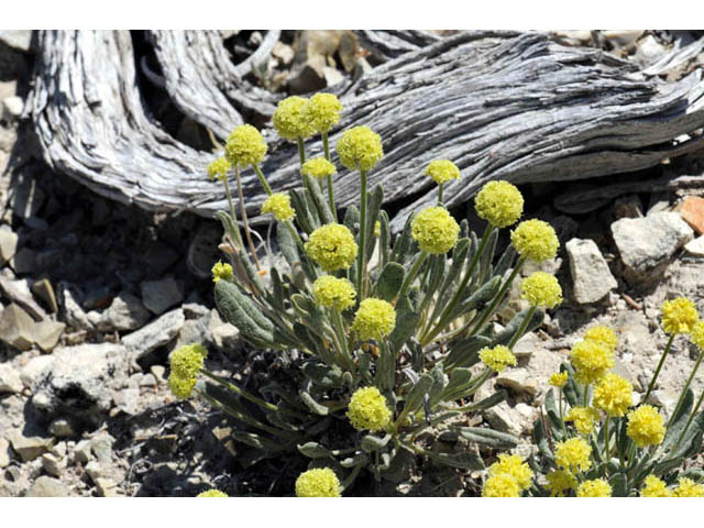 Eriogonum desertorum (Great basin desert buckwheat) #57533