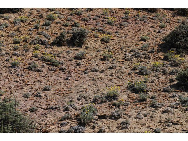 Eriogonum desertorum (Great basin desert buckwheat) #57558