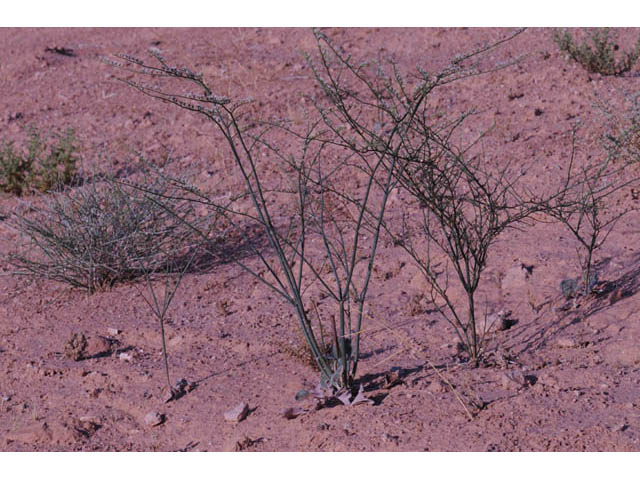 Eriogonum insigne (Ladder buckwheat) #57574