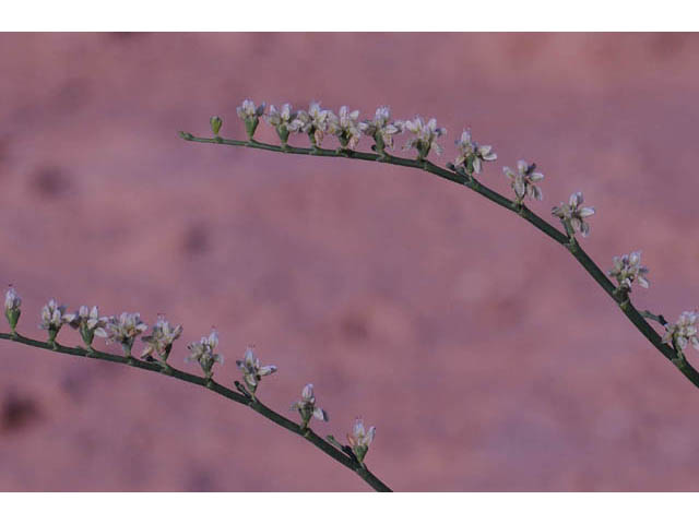 Eriogonum insigne (Ladder buckwheat) #57576