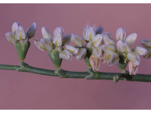 Eriogonum insigne (Ladder buckwheat) #57582