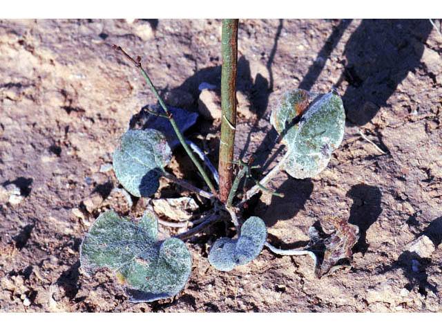 Eriogonum insigne (Ladder buckwheat) #57589