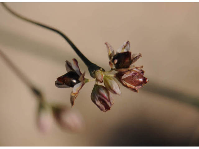 Eriogonum gordonii (Gordon's wild buckwheat) #57620