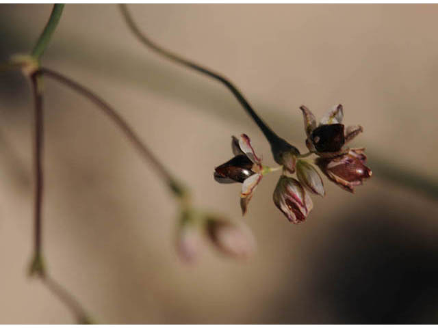 Eriogonum gordonii (Gordon's wild buckwheat) #57621