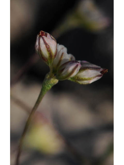 Eriogonum gordonii (Gordon's wild buckwheat) #57622