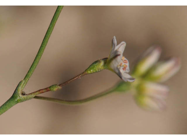 Eriogonum gordonii (Gordon's wild buckwheat) #57626