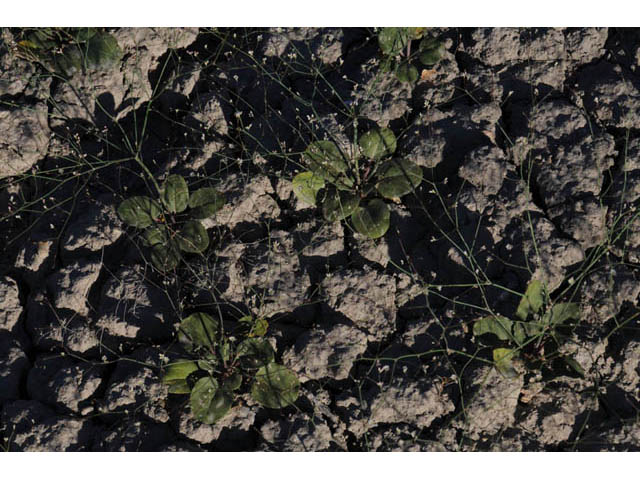 Eriogonum gordonii (Gordon's wild buckwheat) #57627