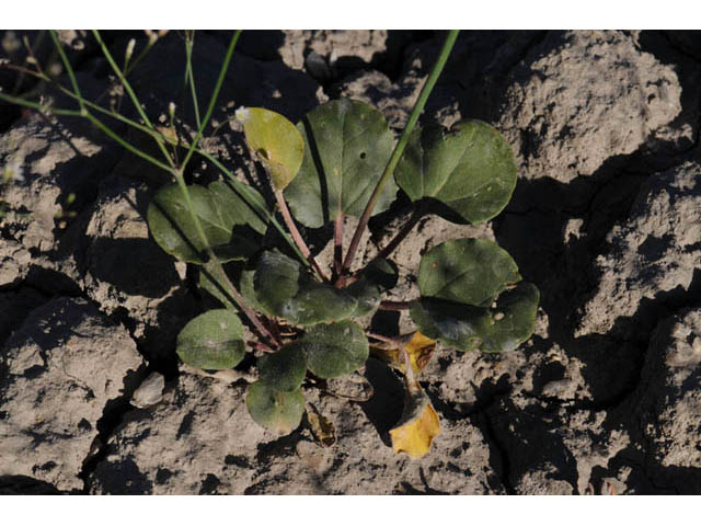 Eriogonum gordonii (Gordon's wild buckwheat) #57628
