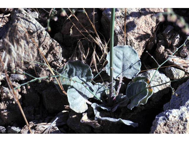 Eriogonum hookeri (Hooker's wild buckwheat) #57654
