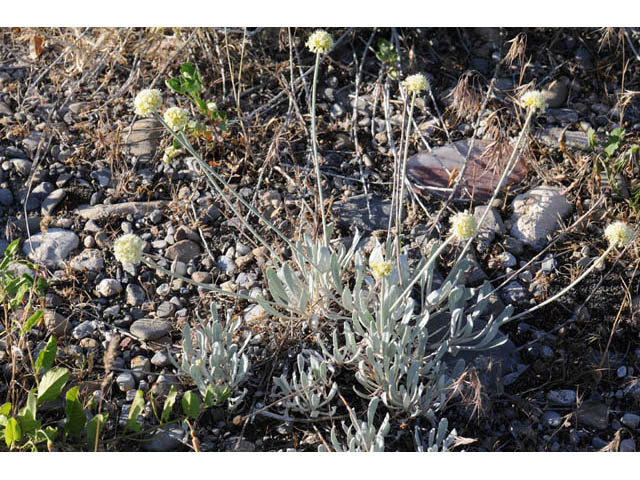 Eriogonum loganum (Cache valley buckwheat) #57703