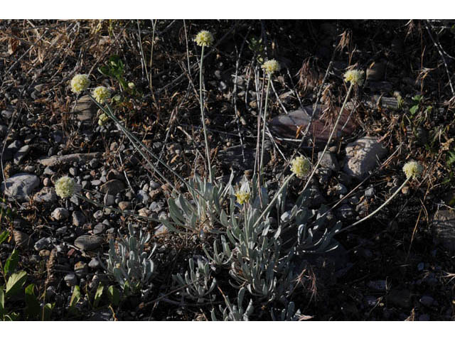 Eriogonum loganum (Cache valley buckwheat) #57704