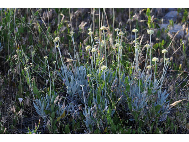 Eriogonum loganum (Cache valley buckwheat) #57705