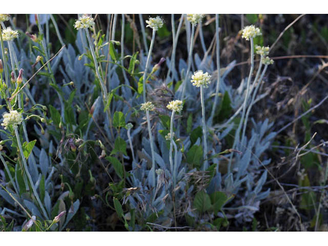 Eriogonum loganum (Cache valley buckwheat) #57706