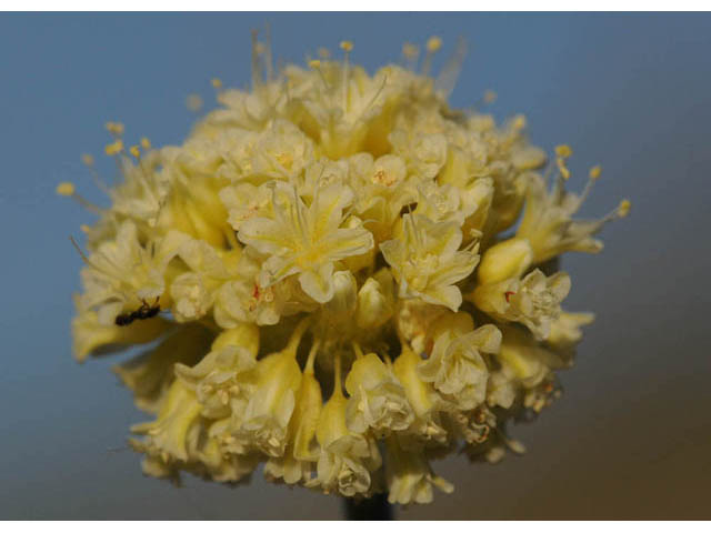 Eriogonum loganum (Cache valley buckwheat) #57708