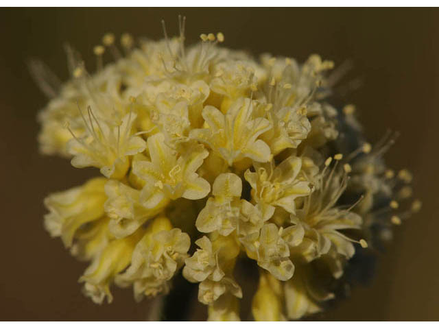 Eriogonum loganum (Cache valley buckwheat) #57709