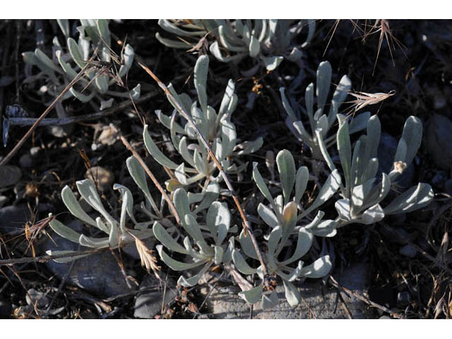 Eriogonum loganum (Cache valley buckwheat) #57710